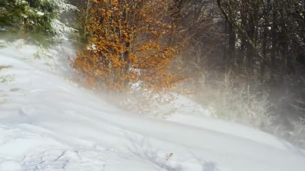 Ουκρανικά Καρπάθια Χιονισμένο Δάσος Απόγευμα Και Ανατολή Και Δύση Είναι — Αρχείο Βίντεο