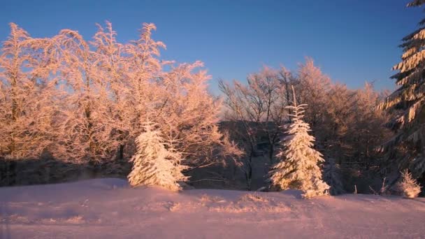 Cárpatos Ucranianos Floresta Nevada Tarde Nascer Sol Pôr Sol Bonito — Vídeo de Stock