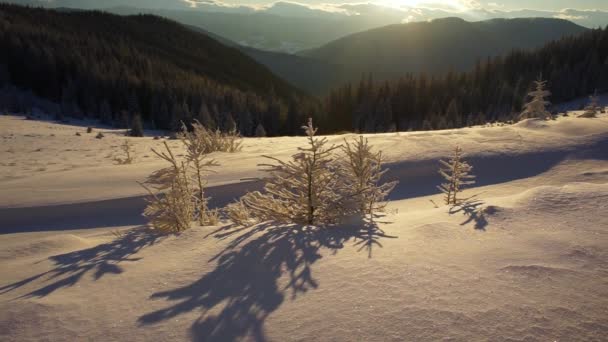 Ukrainian Carpathians Snowy Forest Afternoon Sunrise Sunset Beautiful Attractive Slender — Stock Video