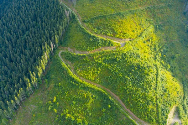 Una Vista Del Dron Grandiosa Tala Del Bosque Europeo Los —  Fotos de Stock