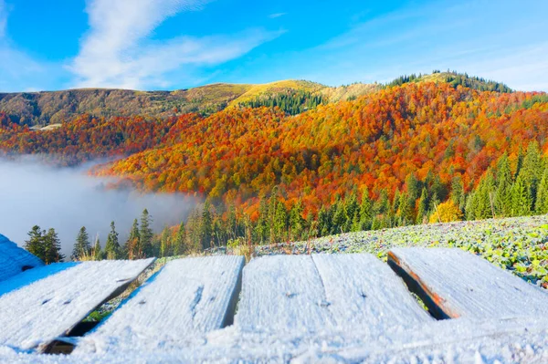 Jesienny Las Bukowy Iglasty Karpaty Ukraina Październiku Łagodne Mgły Mróz — Zdjęcie stockowe