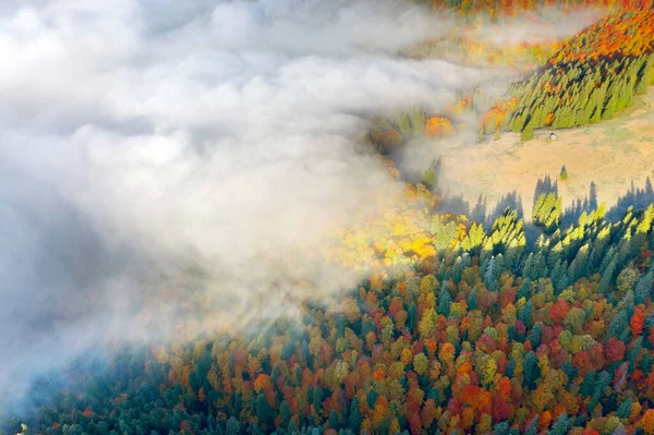 秋天的山毛榉和针叶林在十月的喀尔巴阡山畔的乌克兰 薄雾和霜冻 美丽的红色和黄色橙色 空中观察无人驾驶复印机 — 图库照片