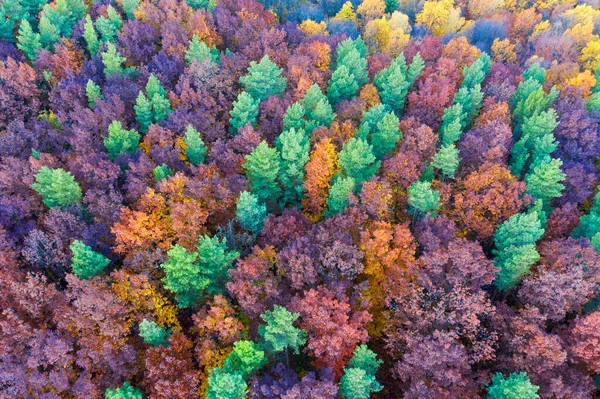 Άγρια Τουριστικά Σημεία Φθινόπωρο Οξιάς Και Κωνοφόρων Δάσος Καρπάθια Ουκρανία — Φωτογραφία Αρχείου