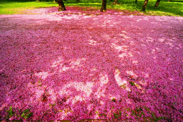 Květen Sakura Zakarpatsku Ukrajina Blízkosti Města Mukačevo Krásné Jemné Růžové — Stock fotografie
