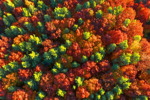 Vilda Turistmål Höstbok Och Barrskog Karpaterna Ukraina Oktober Vackra Röda — Stockfoto