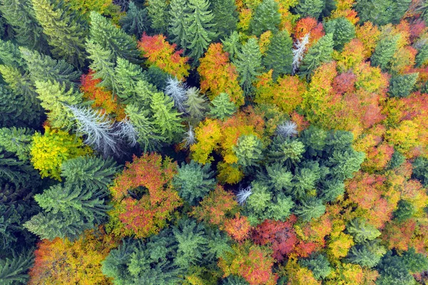 Άγρια Τουριστικά Σημεία Φθινόπωρο Οξιάς Και Κωνοφόρων Δάσος Καρπάθια Ουκρανία — Φωτογραφία Αρχείου