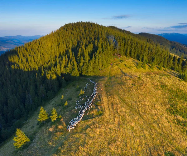 Lot Dronem Nad Wypasanymi Owcami Szczycie Kostrzycha Dolina Boloto Karpaty Obrazek Stockowy