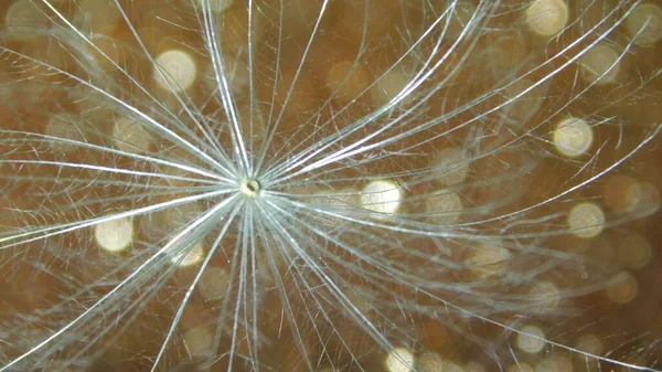 Bokeh ile altın bir zemin üzerinde beyaz pofuduk tüyler