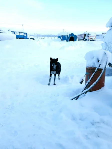 Motorlu deponun bölgesinde büyük gri bir köpek. Beyaz kar üzerinde, yakıt varilinin yanında.