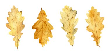 Sonbahar yapraklarının suluboya gerçekçi botanik seti