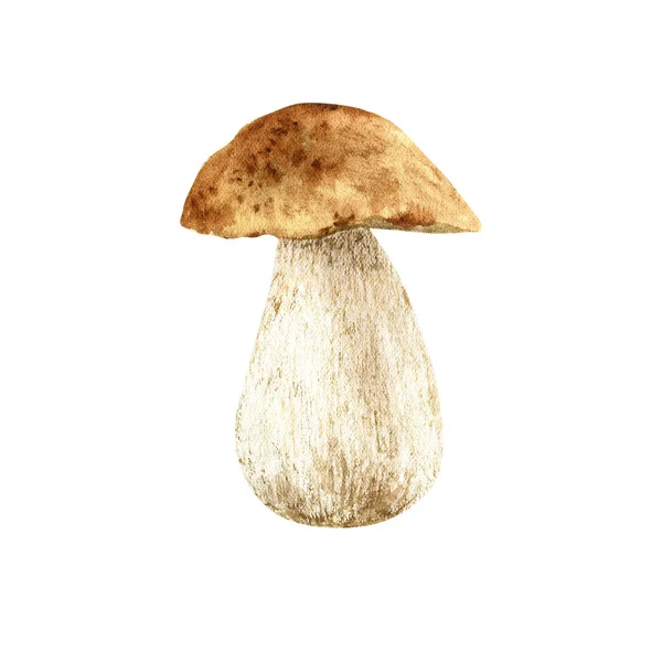 Forest Autumn Mushroom Watercolor Illustration Isolated Hand Painted — Stock Photo, Image