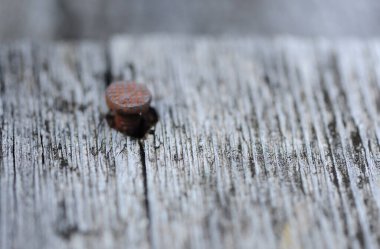 Ağaçtaki bir çivi