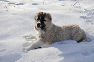 Karda Alabai yavrusu