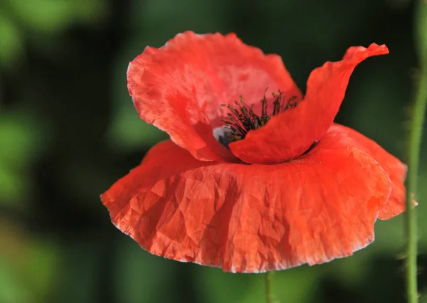 Красный Цветок Мака Саду Близко — стоковое фото