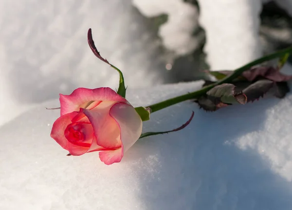 Тонкая Розовая Роза Снегу — стоковое фото