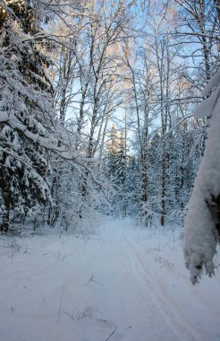 Kış sabahı karlı orman kayak patikası 