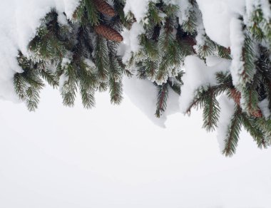 fotoğraf çerçevesi ladin dalıyla karda külahlar