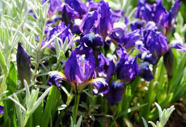 Güneşli bir günde parlak bahar menekşeleri  