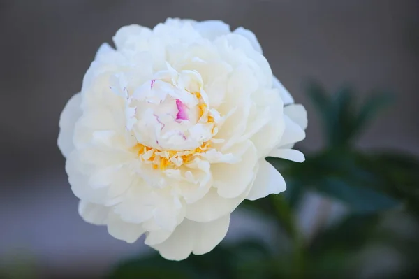 Delicada Flor Peônia Branca Jardim Dia Ensolarado Close — Fotografia de Stock