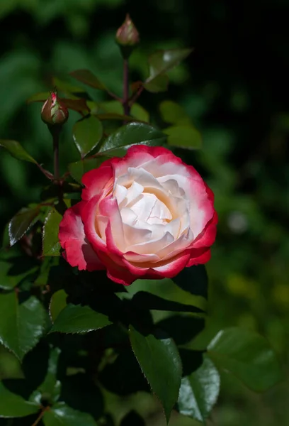 Leuchtend Rot Weiße Rosenblüte Mit Knospe Garten Nahaufnahme — Stockfoto
