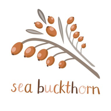 Juicy orange sea buckthorn berries on a branch