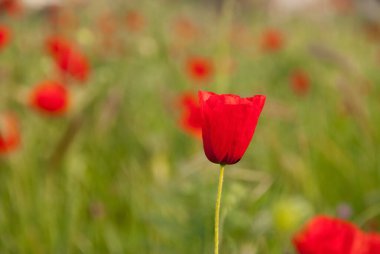 Baharda bir çayırda kırmızı bir haşhaş yakın