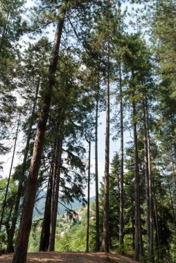 Bereketli bir dağ ormanındaki uzun çam ağaçları.