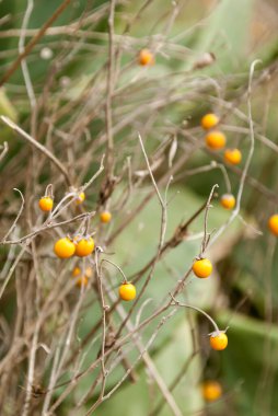 Sonbaharda sarı meyveler ve yeşil bitkiler