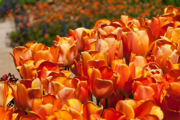 Tulipes Orange Dans Jardin Printemps — Photo