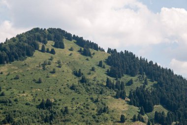 Bir dağın tepesindeki çam ormanı