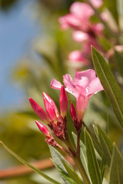 Pembe zakkum çiçeklerini kapatın.