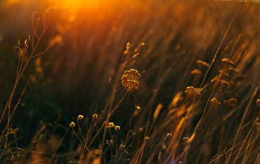 Yaz günbatımı ışıklarında çiçekler