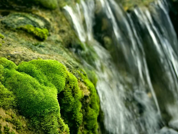 Moos Auf Felsen Einem Fließenden Fluss — Stockfoto