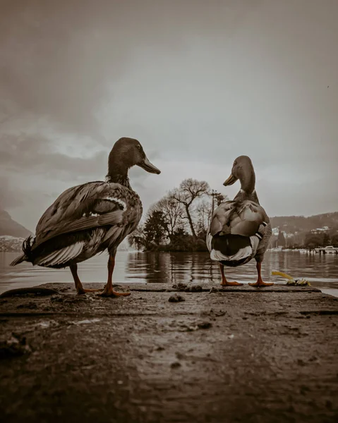 Canards Sur Jetée Lac Annecy — Photo