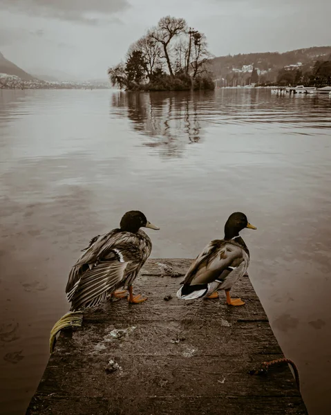 Canards Sur Jetée Lac Annecy — Photo