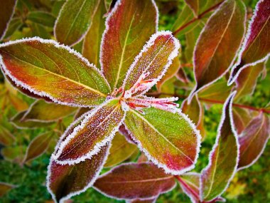 Bitkinin renkli yaprakları rime bulanmış.