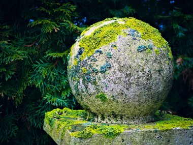 Thuja Kafkasya 'nın arka planında yosun kaplı beton bir top.