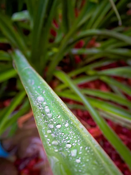 Leaves Carolingian Garden Yucca Covered Drops Water Yucca Filamentosa — Stock Photo, Image