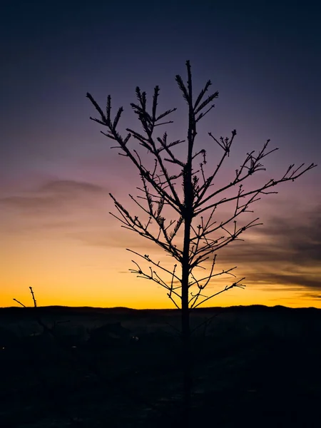 Young Spruce Tree Sunset Background — Fotografia de Stock