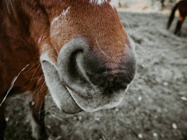 Kahverengi bir atın yüzüne yakın çekim