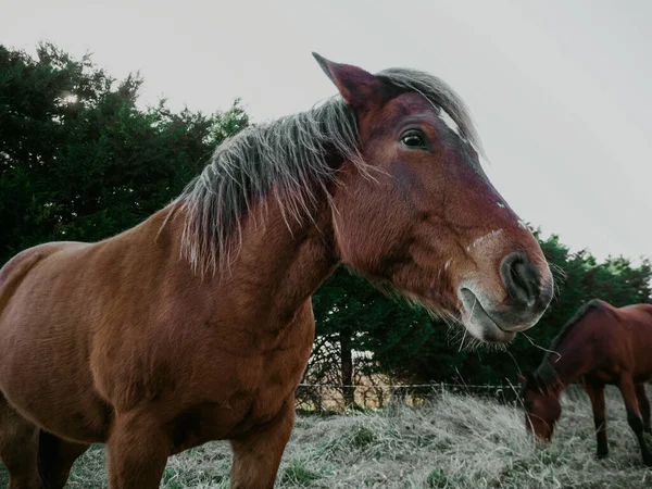 一头棕色的马在牧场上 有很长的鬃毛 — 图库照片