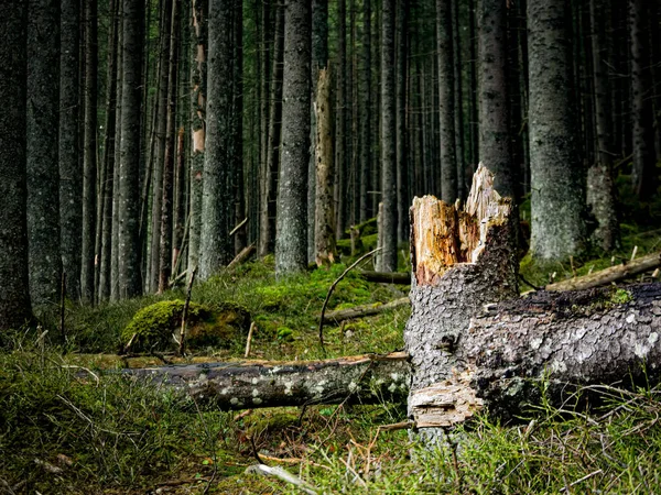 Сломанное Дерево Лесу Татранском Национальном Парке — стоковое фото