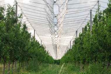 Elma ağaçlarının üzerine dolu.