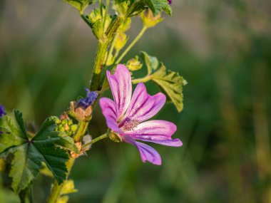 Yaban ördeği (Malva sylvestris L.), malvaceae familyasına ait bir bitki türü.