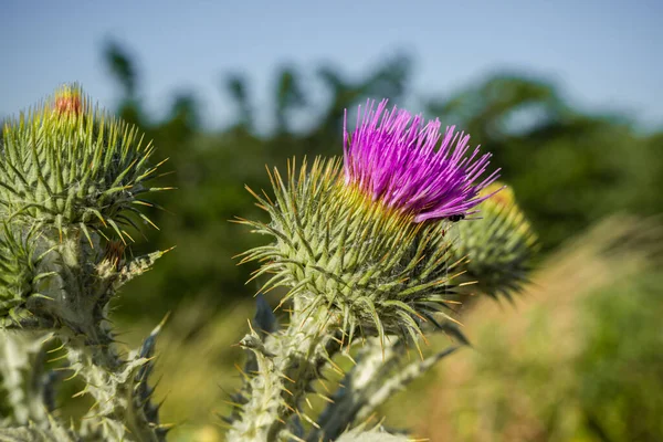 Oset Silybum Marianum Gaertner Gatunek Rośliny Należący Rodziny Asteraceae — Zdjęcie stockowe