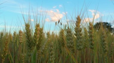 (Triticum aestivum) Akşamları arka planda küçük bir böcek olan yaygın buğday yakın çekim (Triticum aestivum)