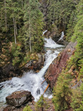Tatra Ulusal Parkı 'ndaki ormanın ortasında bir dağ deresi. Morskie Oko Gölü yolunda.