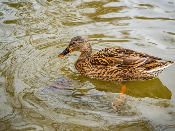水中で何かを捕まえようとする公園の池の中の野生のアヒル — ストック写真