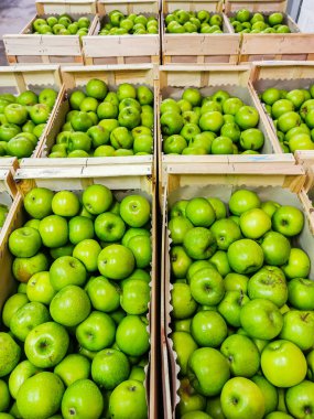 Soğuk bir odada ahşap sandıklarda yeşil demirci elmalarının bir çeşidi.