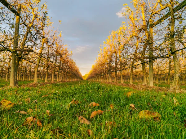 Apple tree fields in the rays of the setting sun